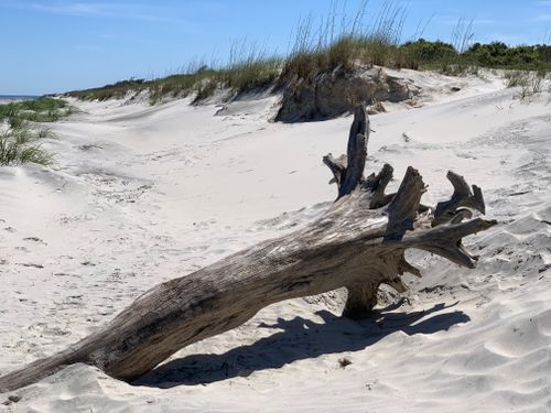 Free A weathered tree trunk rests on the sandy dunes of Jekyll Island's serene beach. Stock Photo