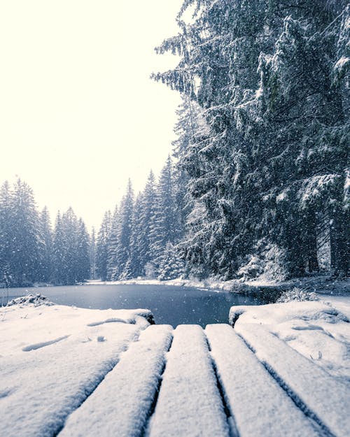 Foto profissional grátis de árvores, com frio, floresta