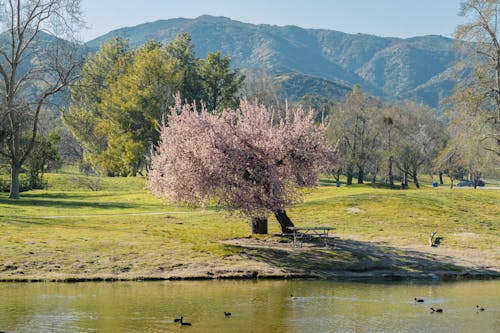Бесплатное стоковое фото с весна, вечнозеленый, гора