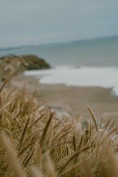 Tranquil view of beach and ocean with foreground grasses, ideal for nature lovers.