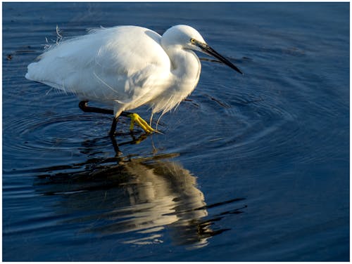 Aigrette