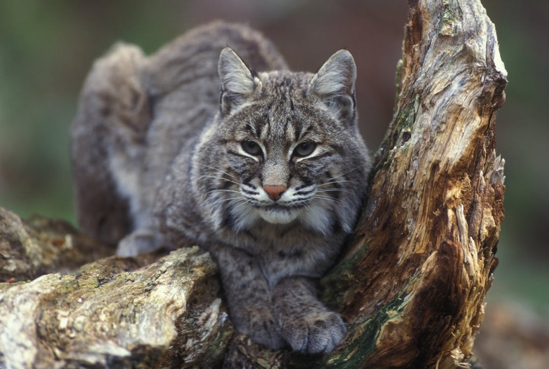 Free Gray Bobcat on Brown Trunk Stock Photo