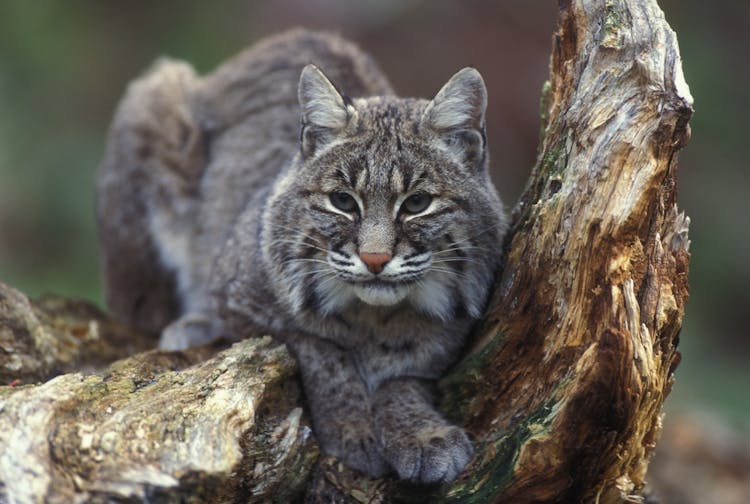 Gray Bobcat On Brown Trunk