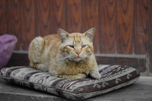 A cat laying on a pillow