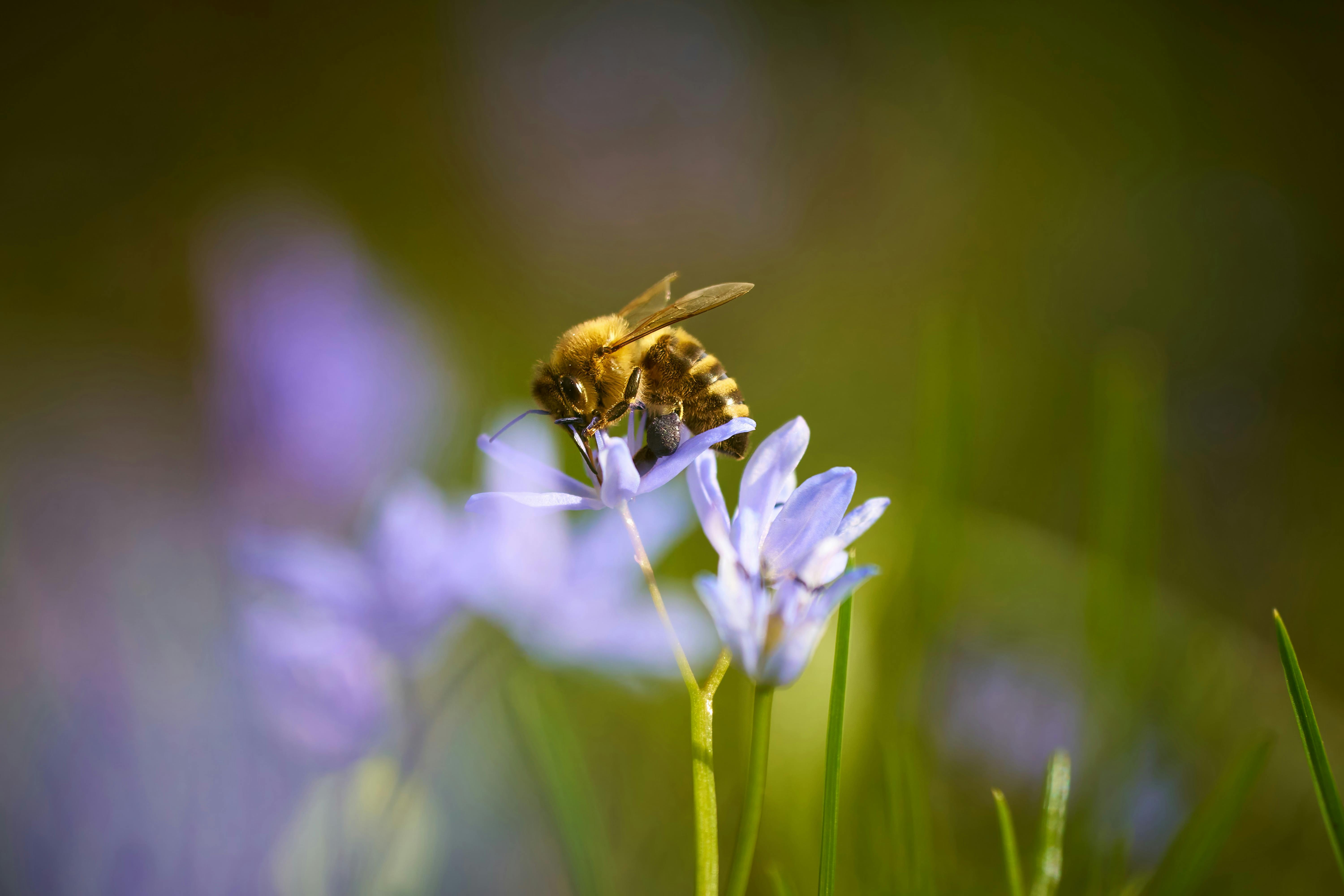 A macro shot of a bee pollinating vibrant purple wildflowers in a natural setting.