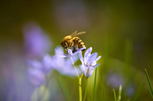 A bee is sitting on top of some blue flowers