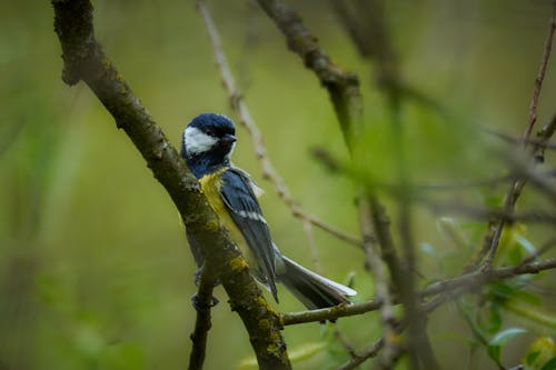 Kostnadsfri bild av djurfotografi, fågel, gren