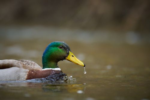 Free A vibrant mallard duck with water droplets on its beak swimming in a tranquil lake. Stock Photo
