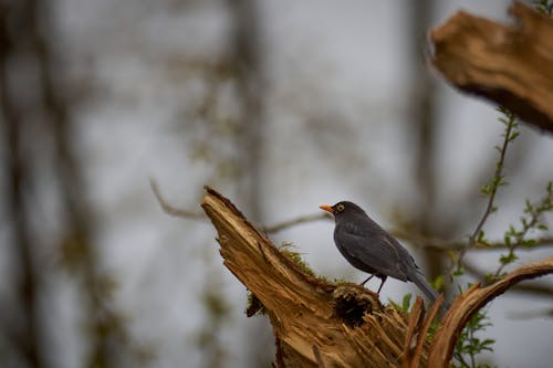 Darmowe zdjęcie z galerii z fotografia przyrodnicza, kos zwyczajny, natura