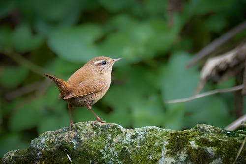 A small brown bird standing on a rock