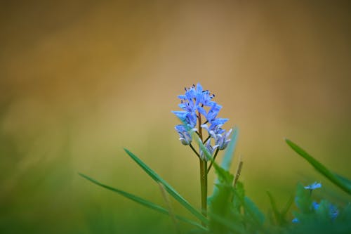 Gratis stockfoto met alpine squill, blauwe bloemen, bloeiend