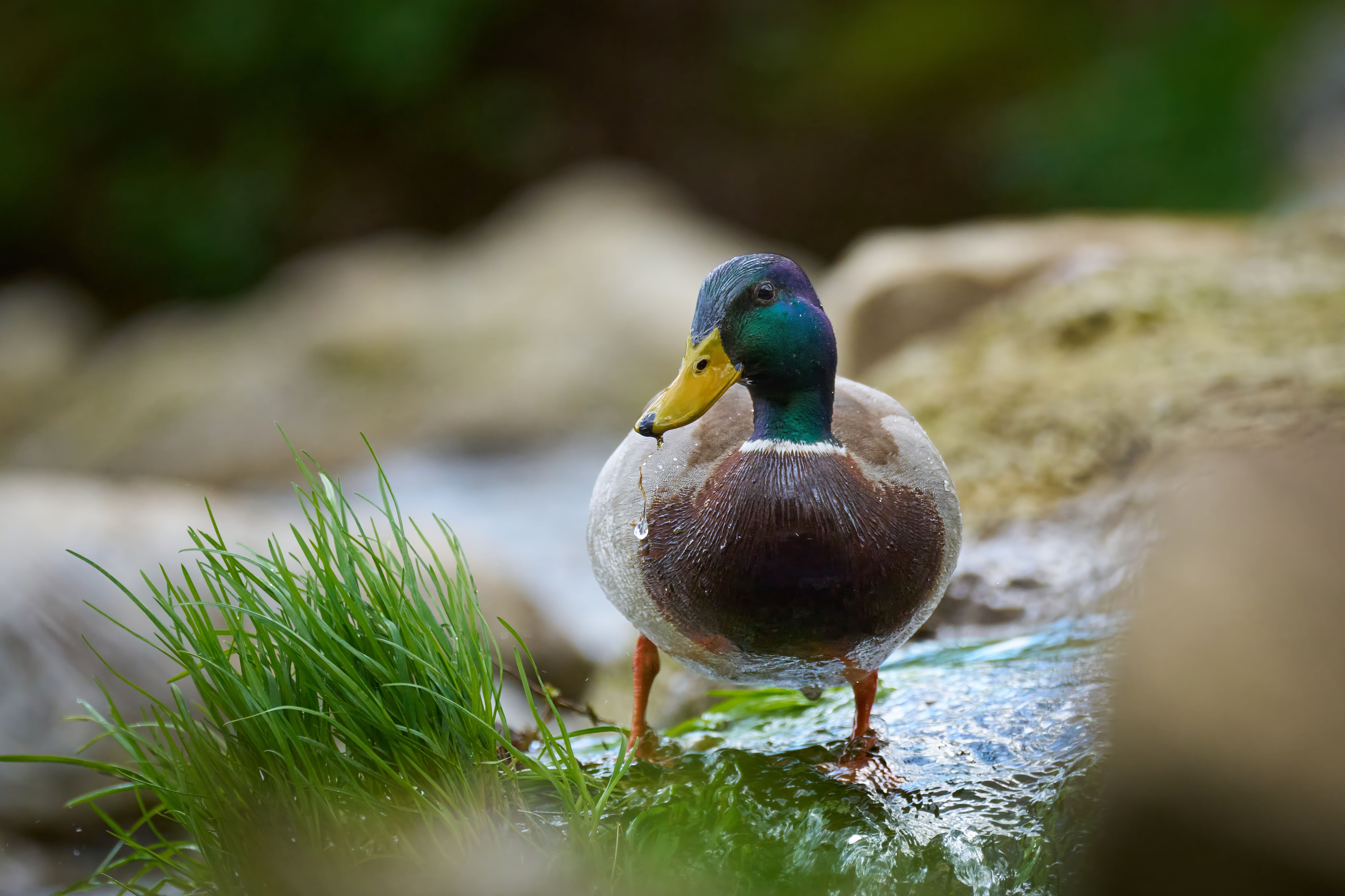 Close-up of a colorful mallard duck standing by a tranquil stream, showcasing wildlife in nature.
