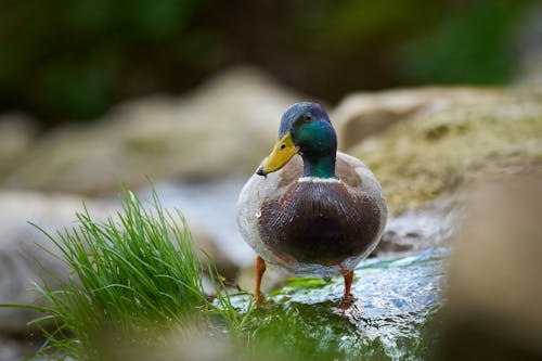 Fotobanka s bezplatnými fotkami na tému fotografie zvierat žijúcich vo voľnej prírode, kačica divá, kačka