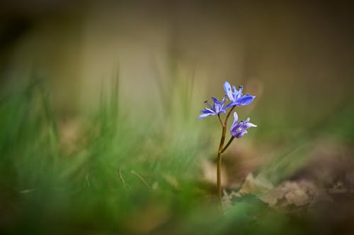 Free A small blue flower growing out of the ground Stock Photo