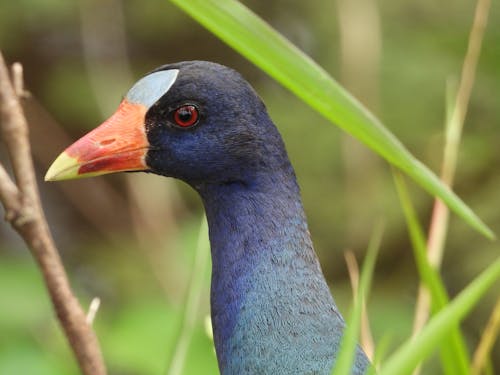 Gratis arkivbilde med amerikansk lilla gallinule, dyrefotografering, dyreverdenfotografier