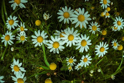 Gratis stockfoto met madeliefjes, mooie bloem