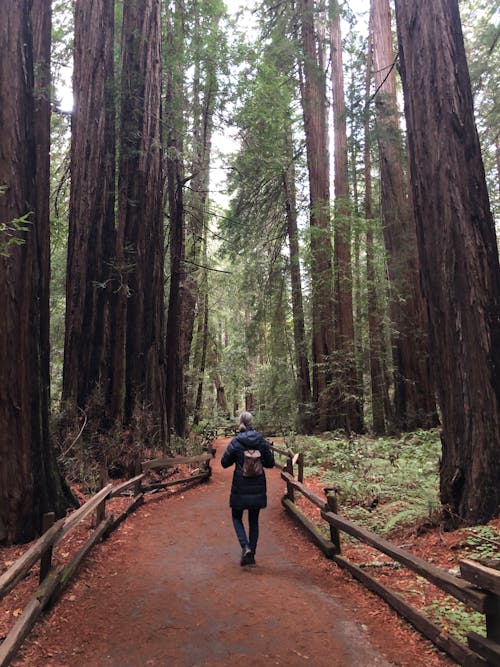 Free Back View of a Woman Walking on a Dirt Road in a Forest Stock Photo