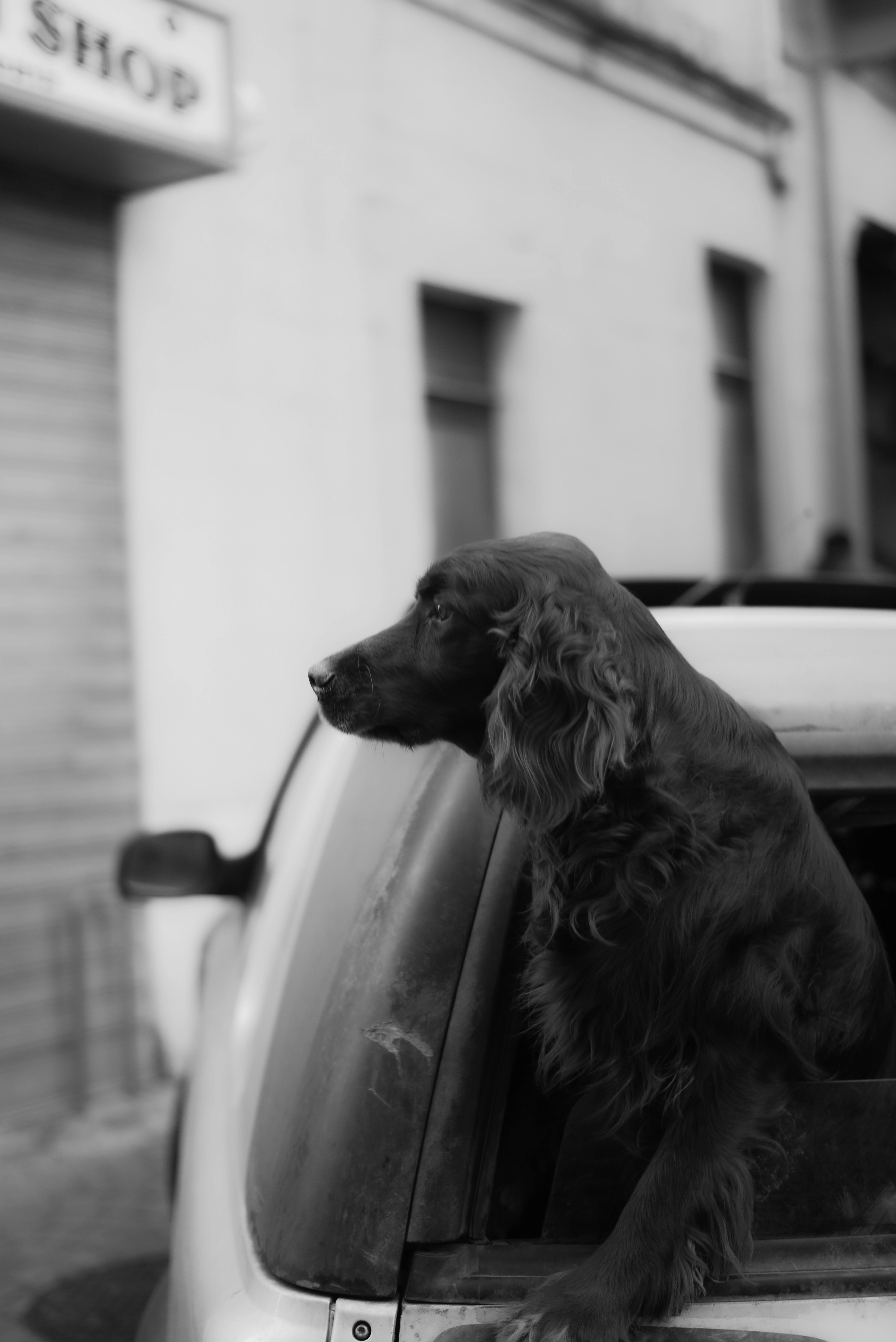Irish Setter dog gazes out a car window in an urban setting, black and white photo.
