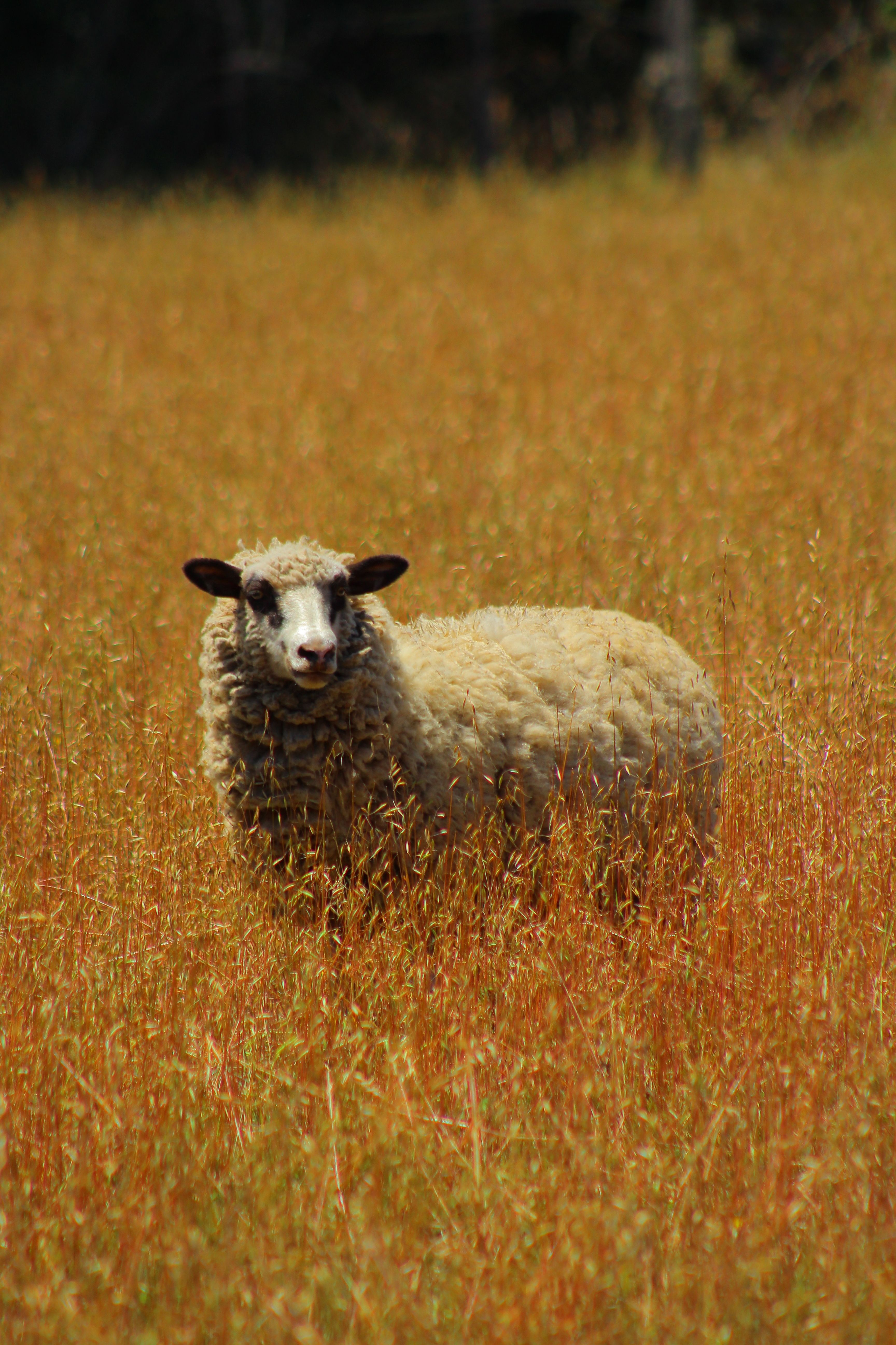 Herd Of Sheep On Green Grass · Free Stock Photo