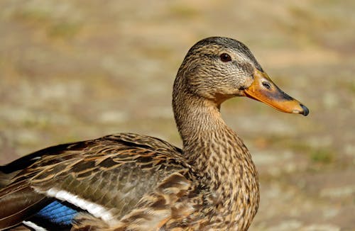 Pato Marrom Branco E Azul