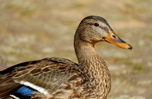 Free A close-up image of a mallard duck highlighting its detailed plumage and natural surroundings. Stock Photo