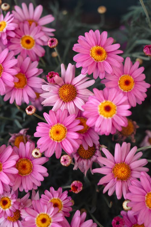 คลังภาพถ่ายฟรี ของ การเจริญเติบโต, กำลังบาน, ดอกไม้สีชมพู