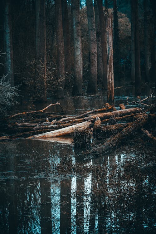 Photos gratuites de arbres, déchue, étendue sauvage