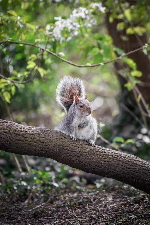 Fotobanka s bezplatnými fotkami na tému fotografie zvierat žijúcich vo voľnej prírode, hlodavec, príroda