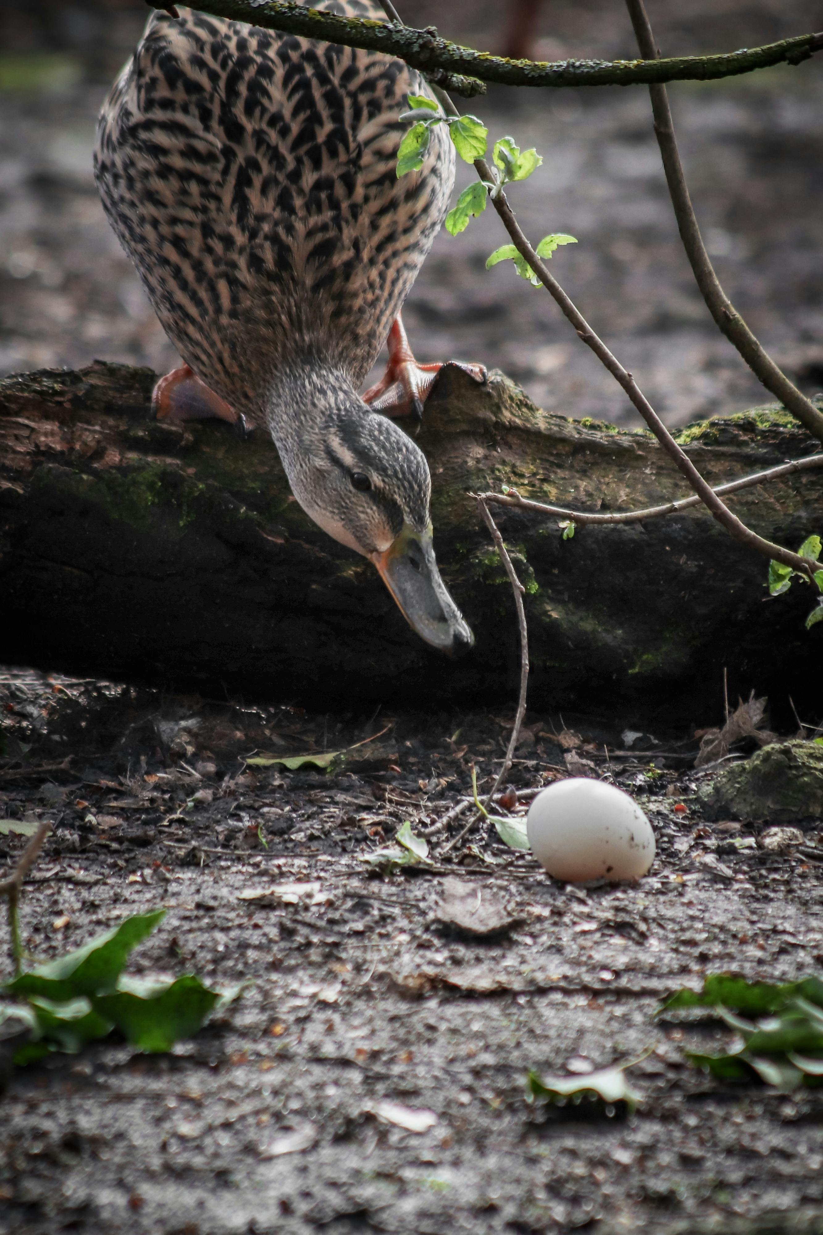 Free Mallard Duck with Egg Stock Photo