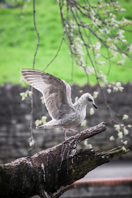 A seagull is standing on a tree branch