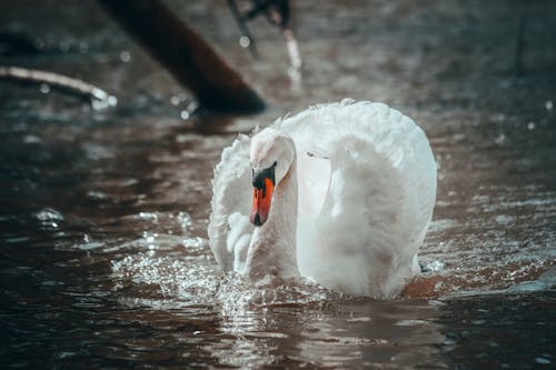 Безкоштовне стокове фото на тему «Вибірковий фокус, вода, Лебідь»