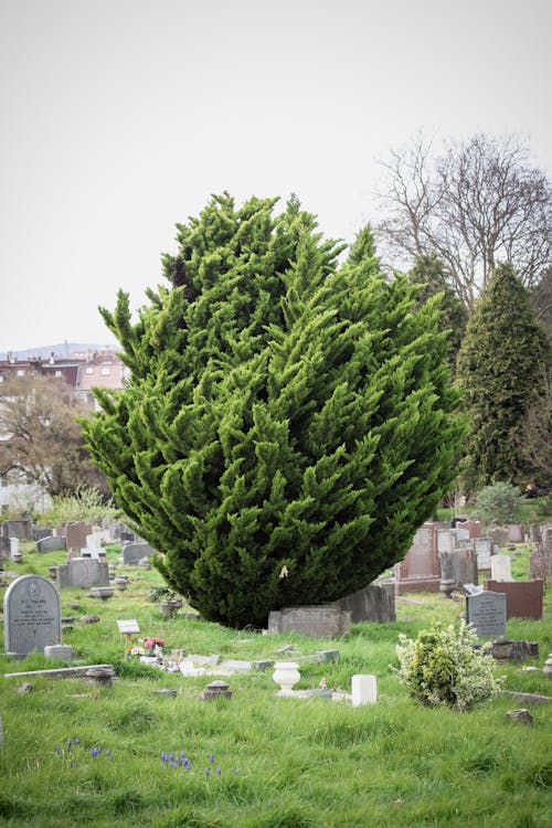 Foto d'estoc gratuïta de arbres, cementiri, de fulla perenne