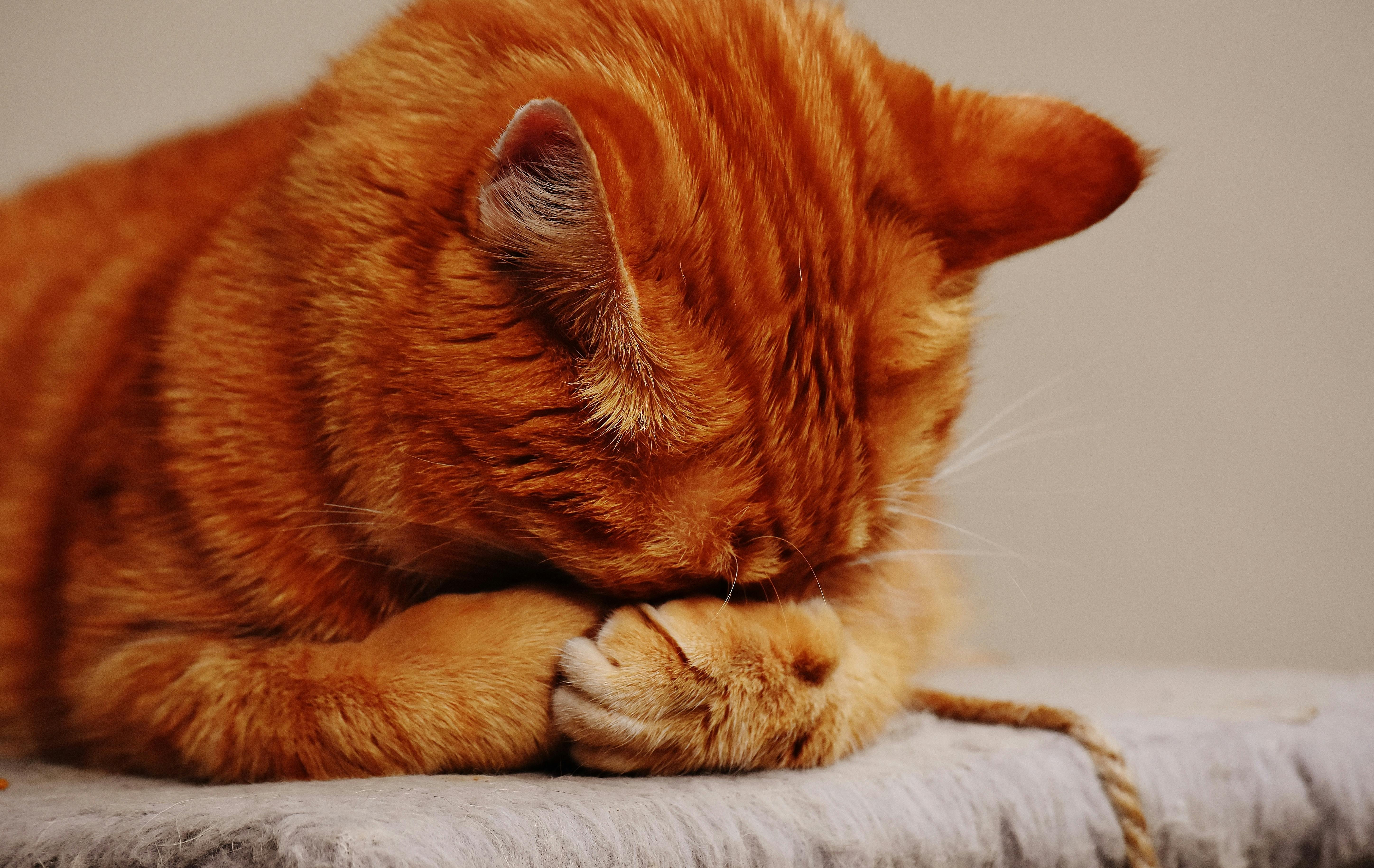 orange tabby cat hiding its face