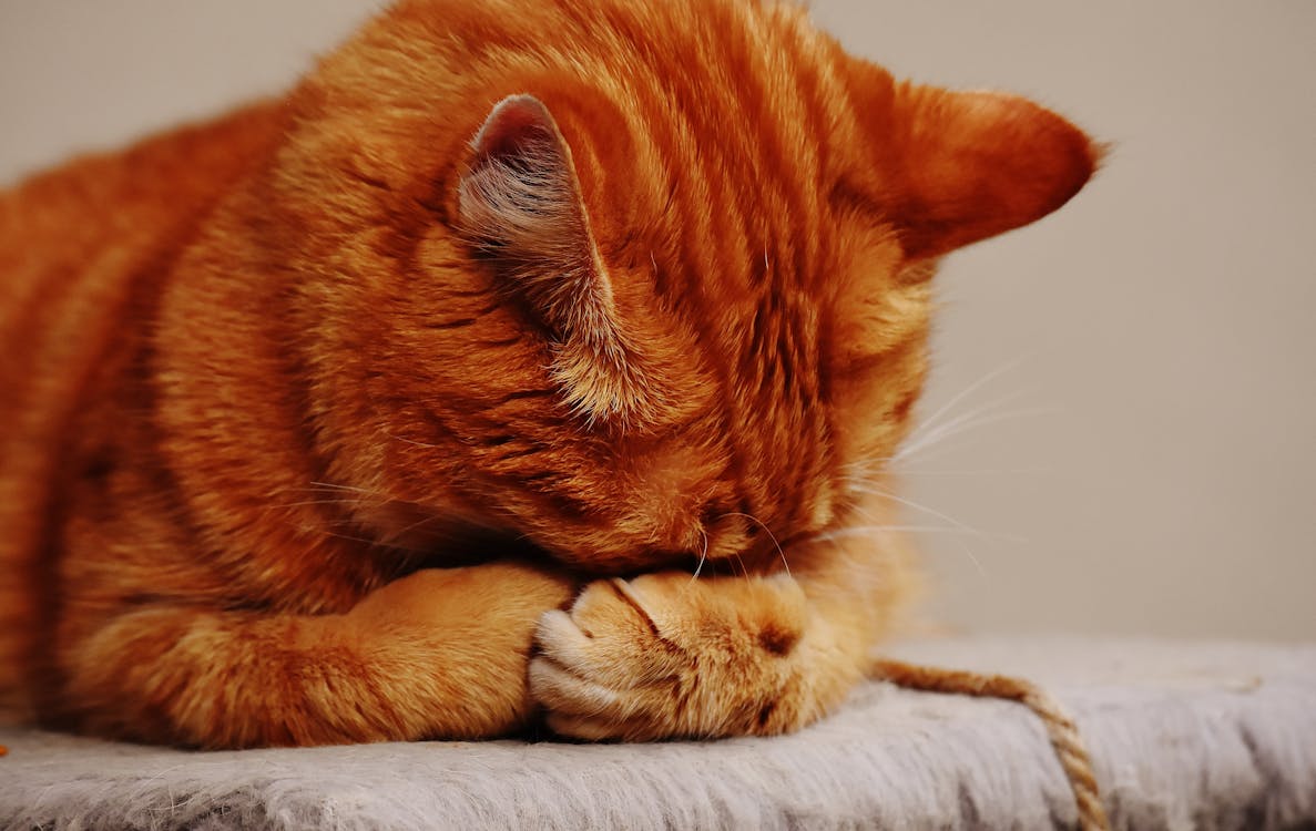무료 얼굴을 숨기고 있는 주황색 얼룩 고양이 스톡 사진
