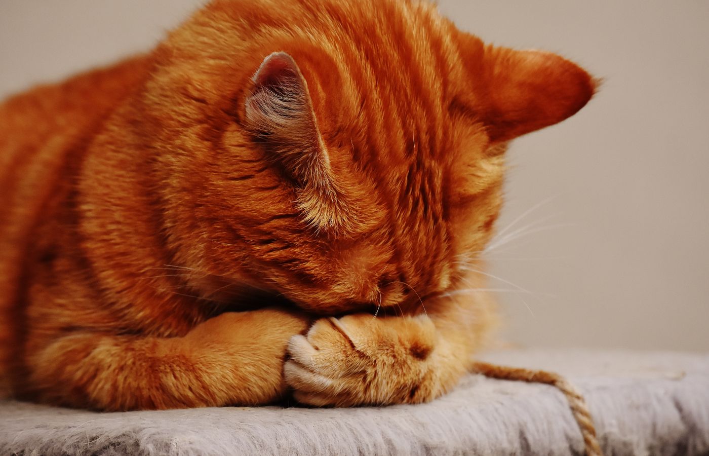 Présenter un nouveau chat aux autres animaux