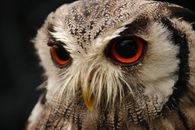 Brown Barn Owl in Close-p Photo