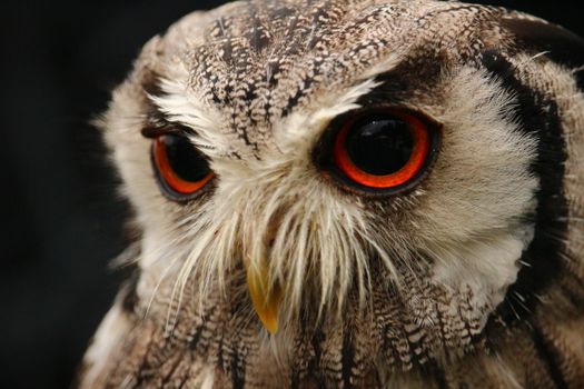 Brown Barn Owl in Close-p Photo
