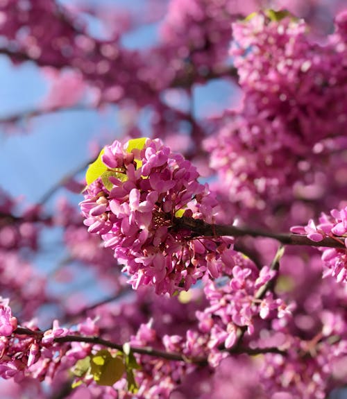 Gratis stockfoto met bloesems, groei, lente