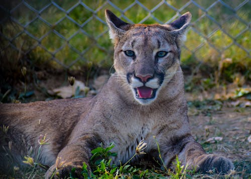 Foto stok gratis alam, cougar, di penangkaran