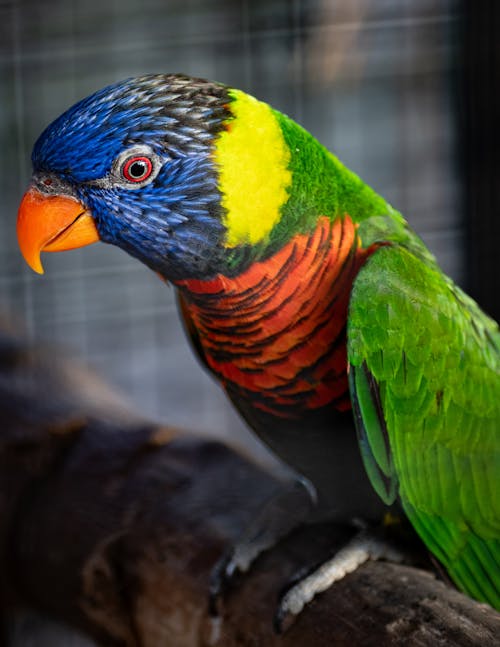 Darmowe zdjęcie z galerii z fotografia zwierzęcia, loriini, papuga