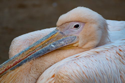 Australian Pelican in Close Up