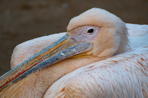 Pelican