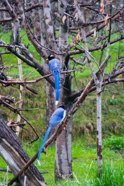 Fotos de stock gratuitas de 4k, aves, aves de presa