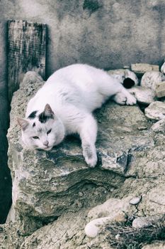 在户外享受慵懒的一天，黑猫懒洋洋地躺在岩石上