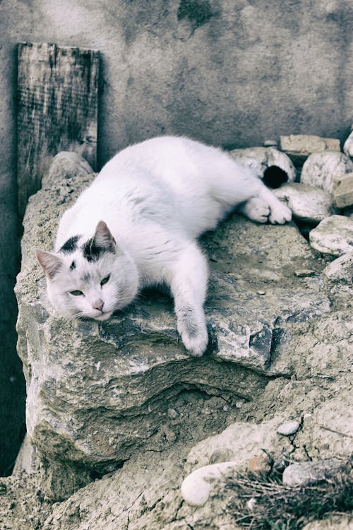 免费 躺在灰色的岩石上的猫 素材图片