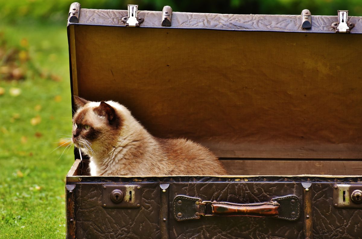 Gato viajero en una escena de viaje asociada a Brasil