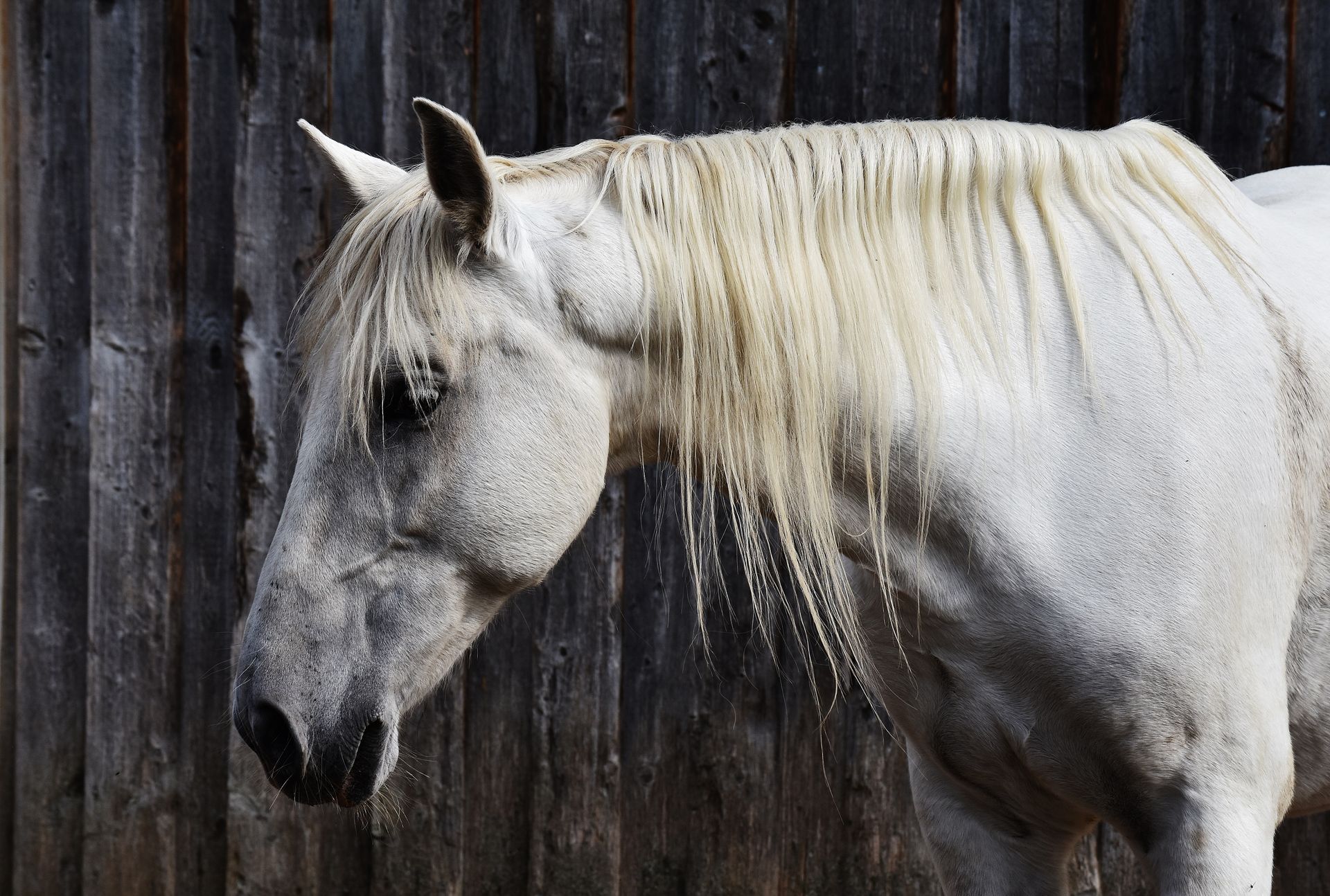 White Horse Beside Gray Surface