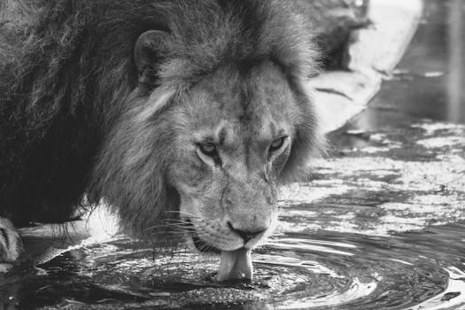 Free stock photo of water drink animal blur Free stock photo of water drink animal blur