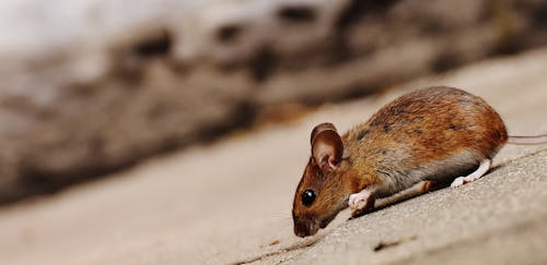 무료 갈색 쥐의 틸트 샷 스톡 사진