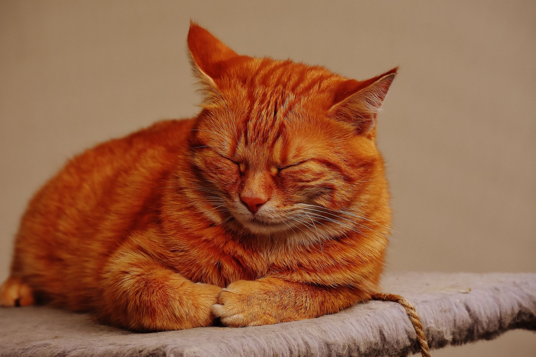 Portrait of a cat at a veterinary clinic